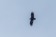 Black vulture Mortitx