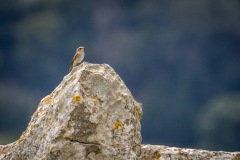 Mortitx spotted flycatcher