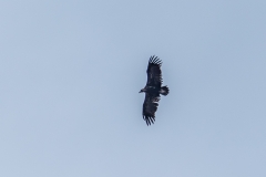 Black vulture Mortitx