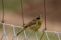 Cirl Bunting Mortitx