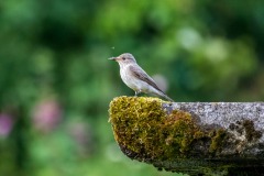 Spotted flycatcher Lake District