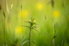 yellow rattle