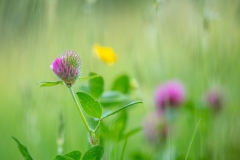 red clover