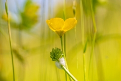 meadow buttercup