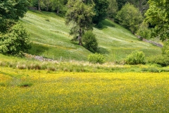 Muker meadows, buttercups
