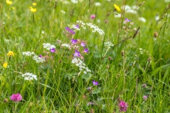 Muker meadows