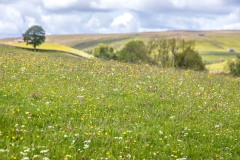 Keld meadows