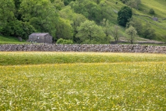 Muker meadows