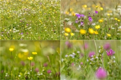Muker meadows