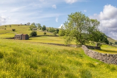 Muker meadows