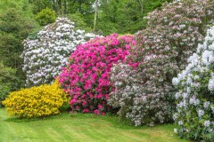 Muncaster Castle, rhododendron, azalea