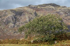 oak tree, Buckbarrow