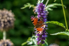 Newby Hall garden, borders