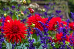 Newby Hall dahlia