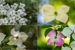 Newby Hall cornus