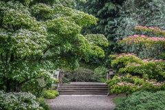 Newby Hall Gardens, cornus