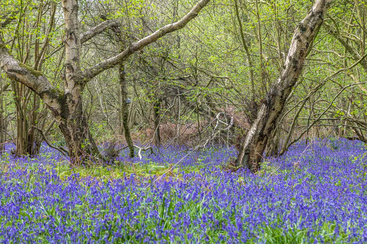 North Cliffe Wood bluebells
