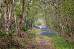 North Cliffe Wood  walk
