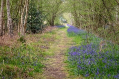 North Cliffe Wood  bluebells