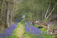 North Cliffe Wood  bluebells