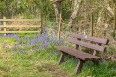 North Cliffe Wood  walk