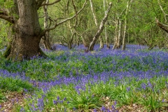 North Cliffe Wood  bluebells