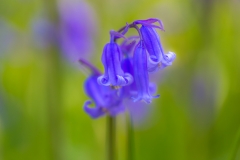 Bluebells, North Cliffe Wood