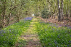 Bluebells, North Cliffe Wood