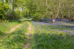 Bluebells, North Cliffe Wood