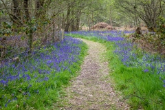 North Cliffe Wood  bluebells