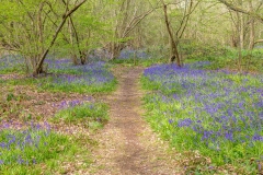 North Cliffe Wood bluebells