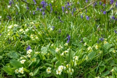 North Cliffe Wood
