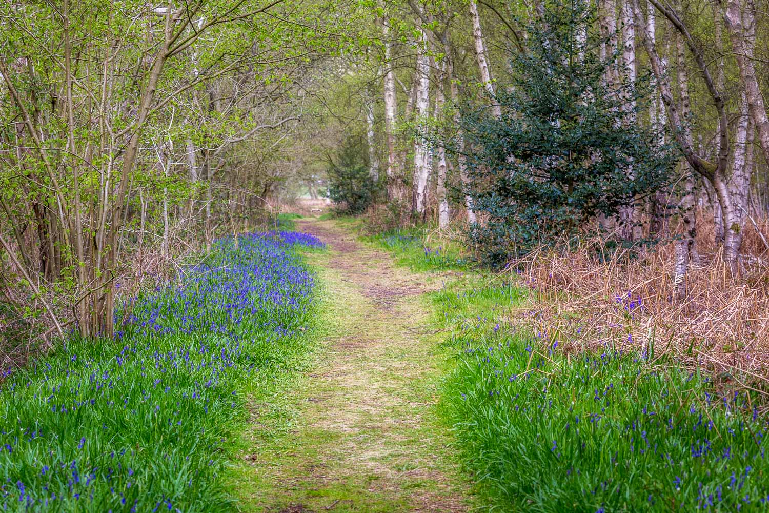 Northcliffe Wood, bluebells