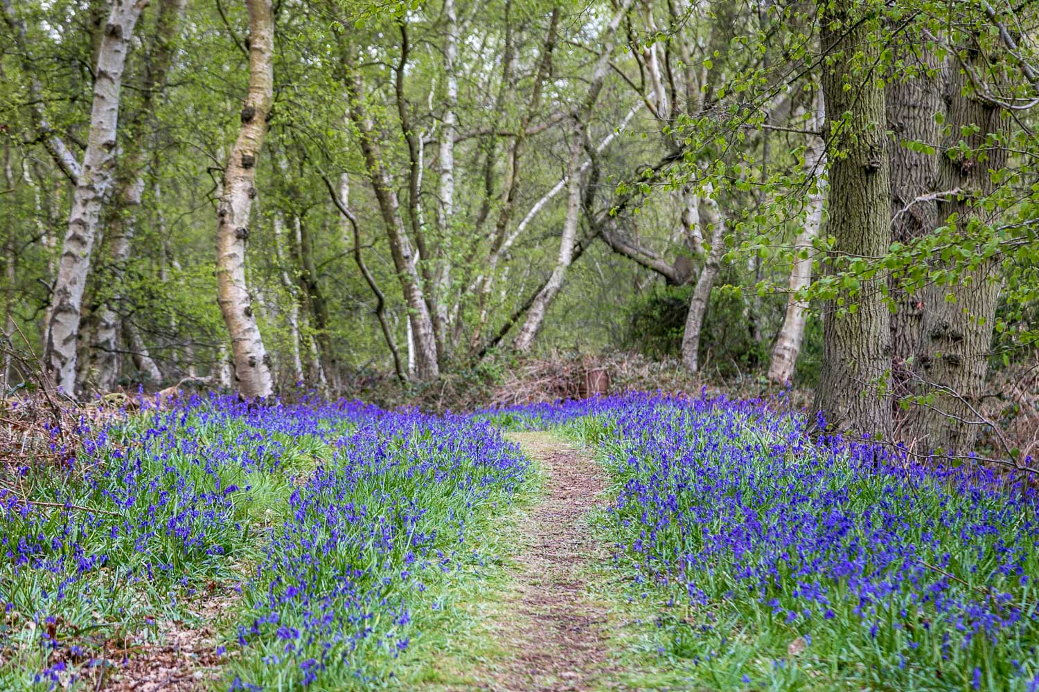 Northcliffe Wood, bluebells