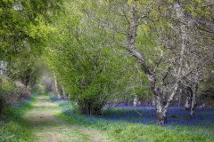 Northcliffe Wood, bluebells, bluebell wood