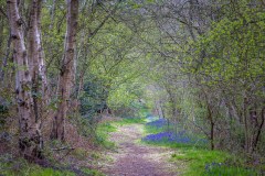 Northcliffe Wood, bluebells