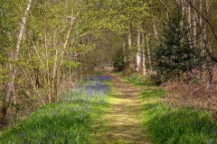 Northcliffe Wood walk, bluebells