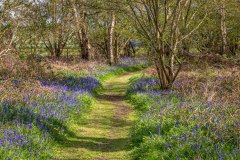 Northcliffe Wood, bluebells