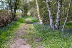 Northcliffe Wood, bluebells