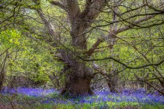 Northcliffe Wood, bluebells