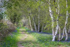 Northcliffe Wood, bluebells