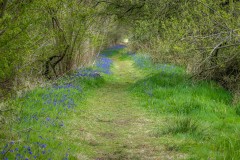 Northcliffe Wood, bluebells