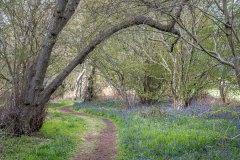 Northcliffe Wood, bluebells