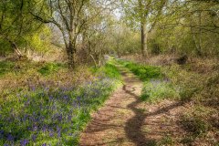 Northcliffe Wood, bluebells