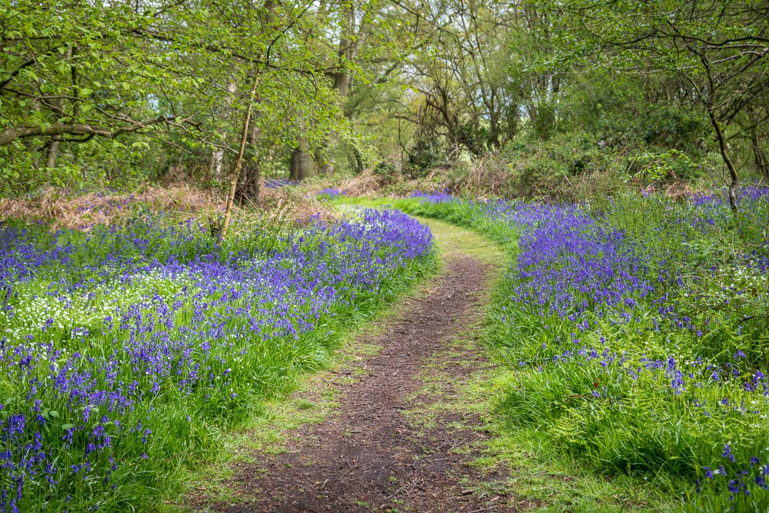 North Cliffe Wood, bluebell