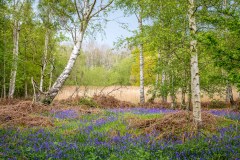 North Cliffe Wood, bluebell