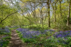 North Cliffe Wood, bluebell