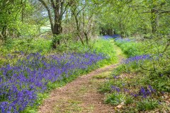 North Cliffe Wood, bluebell