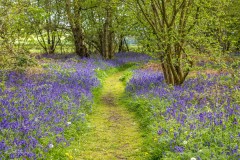 North Cliffe Wood, bluebell