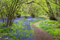 North Cliffe Wood, bluebell